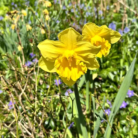 Chalé Havehuset Er En Oase I Skoven - Fa Hele Huset For Jer Selv! *