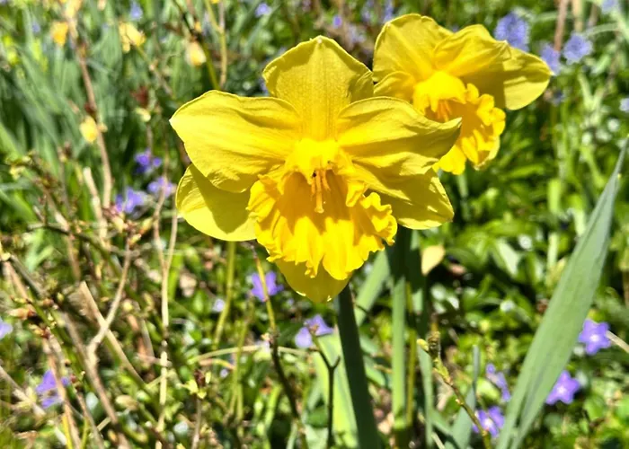 Chalet Havehuset Er En Oase I Skoven - Fa Hele Huset For Jer Selv! *